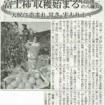 H27_10_15_八幡浜新聞_富士柿収穫始まる
