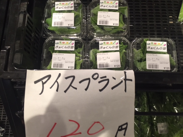 アイスプラント