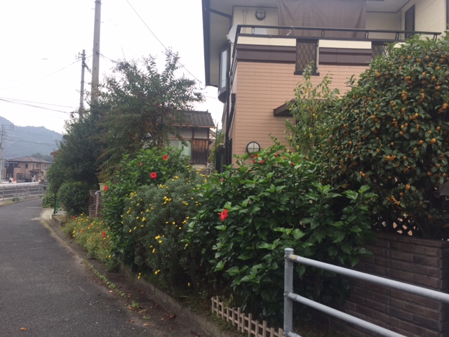 ハイビスカス