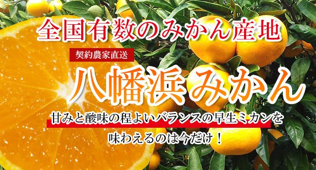 早生ミカン