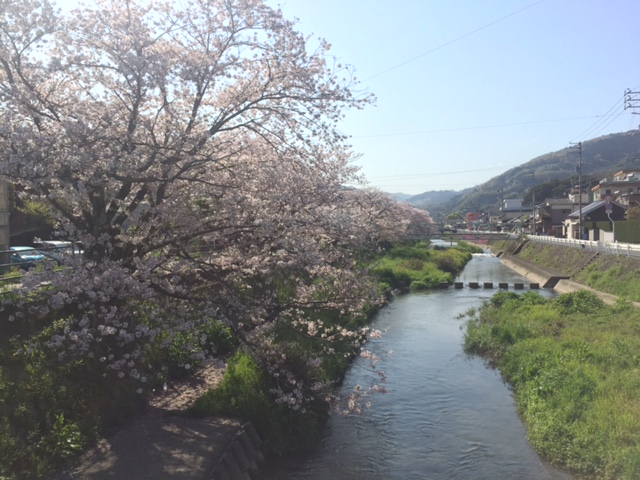 八幡浜の桜並木