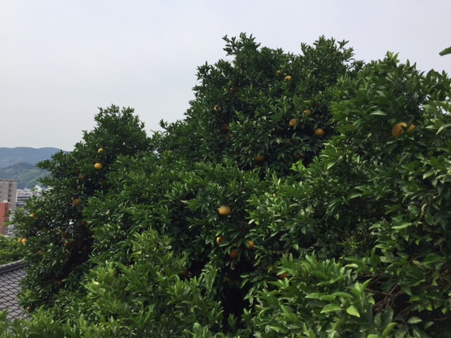 夏蜜柑