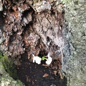 桜が咲いていました。