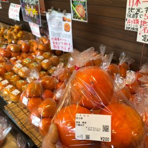 八幡浜名産『富士柿』入荷