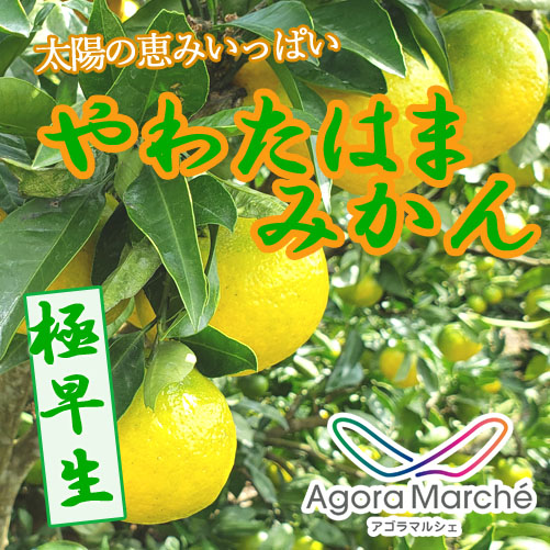 極早生みかん